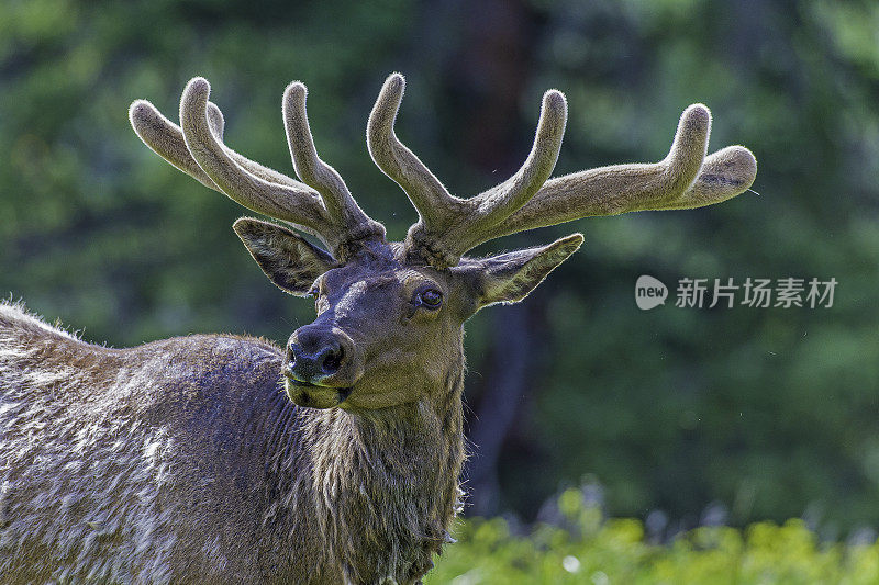 雄性落基山麋鹿(Cervus elaphus)是在落基山脉和黄石国家公园发现的麋鹿亚种。天鹅绒的鹿角。